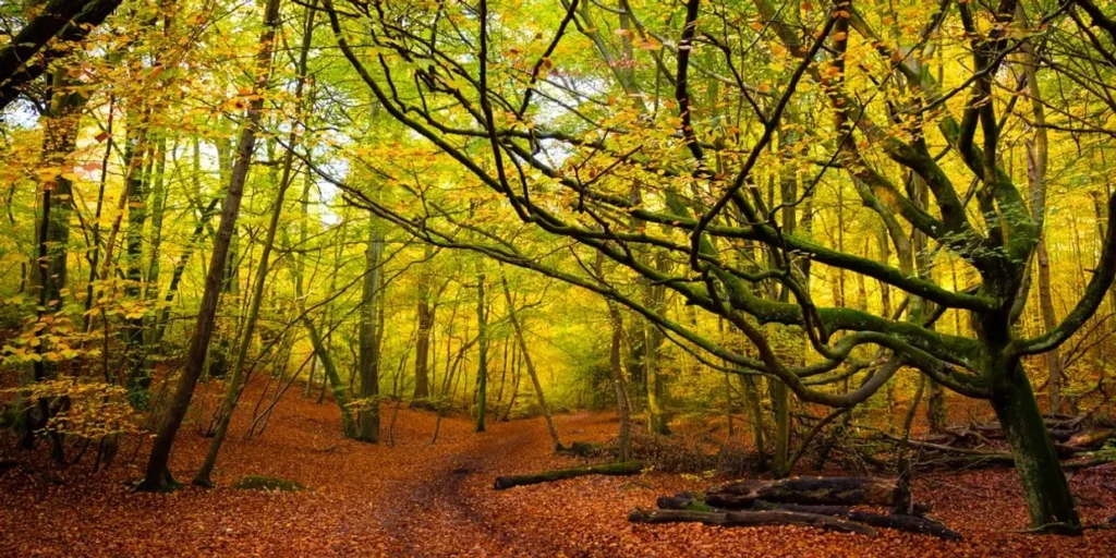 Burnham Beeches ancient woodland in autumn — Primokleen carpet cleaning Burnham