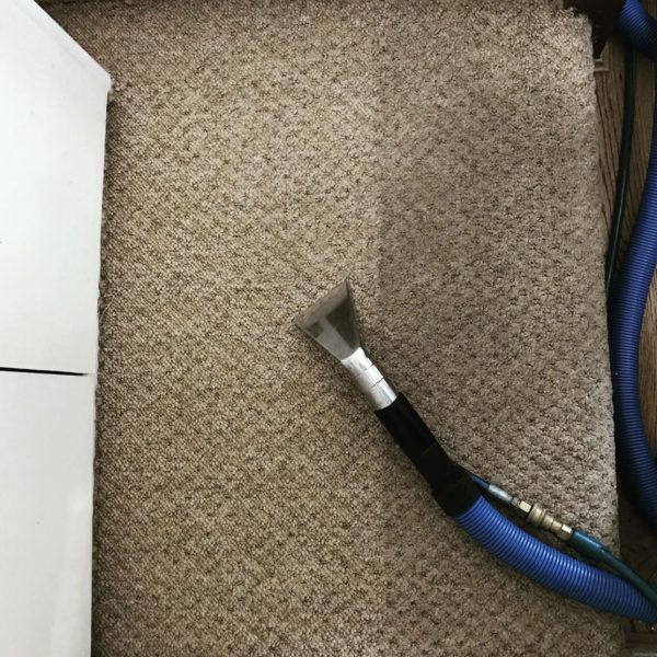 Primokleen carpet cleaning in progress showing clean versus dirty — High Wycombe